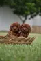 Той пудел Toy poodle, снимка 13
