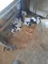 Продавам малки дратхаарчета, снимка 1