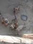 Белгийска овчарка Малинуа , снимка 1