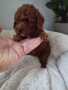 Той Пудел Poodle toi , снимка 3