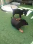 Продавам мини пинчер , снимка 14