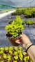 Берберис Мария, Berberis thunbergii ‘Maria'!!!, снимка 11
