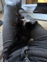 МЪЖКО КОТЕНЦЕ Търси дом, снимка 18