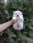 Померани. Реални снимки от 19.07.26 г. , снимка 1