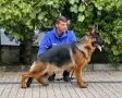 Немски овчарки с родословие, снимка 4