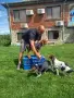 Продавам трицветни гончета, снимка 2
