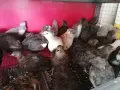Млади пътпъдъци , снимка 2