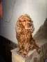 Продавам кученца Английски кокер шпаньол, снимка 8