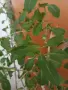 Продавам годжи бери, снимка 3