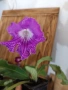 Стрептокарпус. , снимка 1