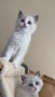 Регдол чистокръвни котета / Ragdoll, снимка 6
