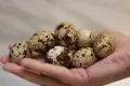 Пресни кокоши и пъдпъдъчи яйца , снимка 7