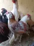 Декоративни кокошки различни породи, снимка 4
