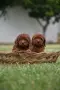 Той пудел Toy poodle, снимка 12