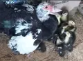 Продавам неми патенца, снимка 1