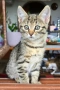 Супер котета!!!, снимка 1