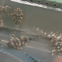 Hipancistrus Contradens, снимка 3