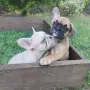 Френски булдог Женски , снимка 8
