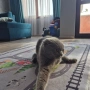 котка шотландска клепоуха , снимка 2