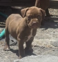 Pitbull red nos, снимка 1