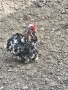 мини кохини , снимка 2