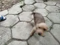 Малки кученца си търсят добър стопанин , снимка 5