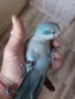 Бебета папагали монах , снимка 6
