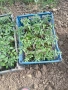 Продавам разсад домати., снимка 5