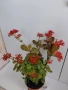 Каланхое голямо растение в саксия, домашно, цена 4 евро, снимка 1