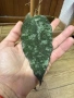Hoya Хоя Caudata Green Borneo , снимка 3