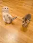 🐾 Чистокръвни котенца Scottish Fold – Golden & Silver 🐾, снимка 1