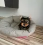 Мини йоркширски териер-момиче, снимка 3