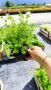 Потентила, Potentilla fruticosa 'Daydawn', студоустойчива и многогодишна, снимка 15