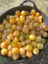 продавам жълти сливи за ракия, снимка 2