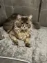 Продава се коте Мен кун, снимка 5