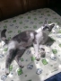 Перник Женска котка на година и половина търси дом , снимка 10