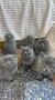 продавам сиви късокосмести котета, снимка 3