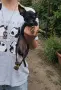 свободно чистокръвно женско пинчерче с три ваксини, снимка 4