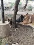 Белгийски овчарки, снимка 4