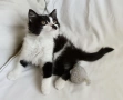 Подарявам малко котенце на 3 месеца, снимка 1
