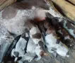 Курцхаари. Работещи родители, снимка 1