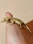 Ресничест гекон (Correlophus Ciliatus), снимка 2