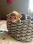 Абисинско котенце – момче, цвят Fawn (Фавн), снимка 7