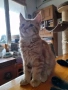 Предлагаме котенца Мейн Куун , снимка 3