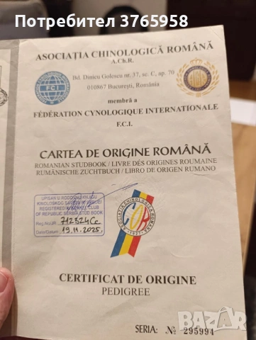 Кане корсо с родословие, снимка 5 - Кане корсо - 54013957