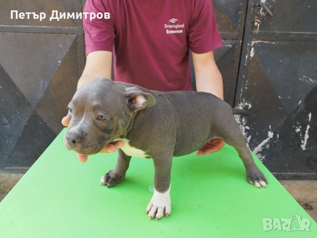американско були покет , снимка 5 - Други - 54802997