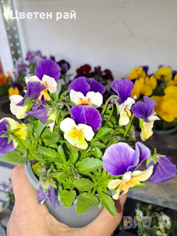 Теменужки , снимка 12 - Градински цветя и растения - 54220016