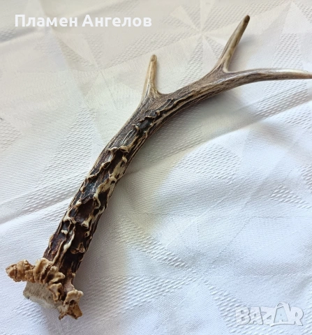 Рог от сръндак. Еленски рог. , снимка 3 - Декорация за дома - 54307787