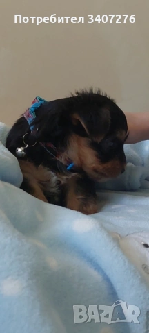 мини йоркширски териер , снимка 4 - Йоркширски териер - 54206503