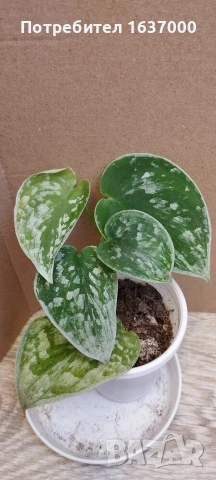 Сциндапсус Silver Anne 